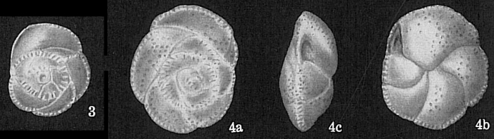 Epistominella pulchra Epistominella pulchra