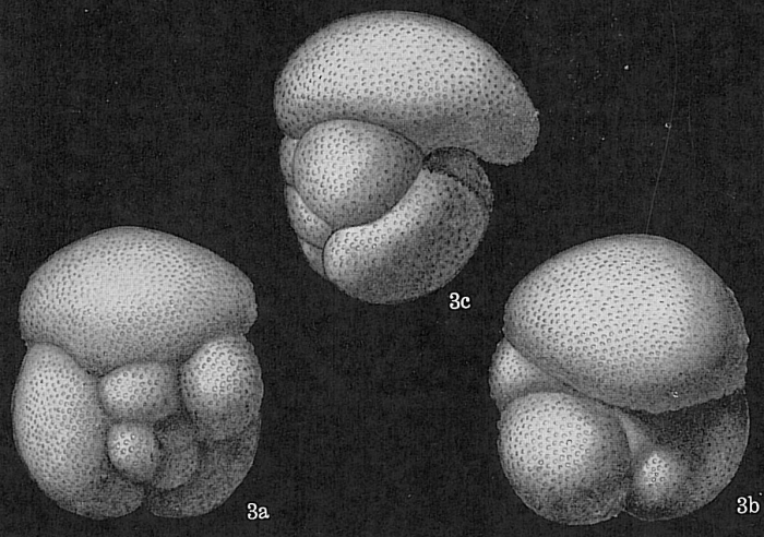 Globigerina conglomerata Globigerina conglomerata