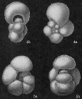 Globigerinella aequilateralis