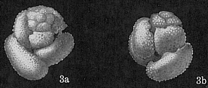 Globigerinoides conglobatus Globigerinoides conglobatus