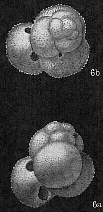 Globigerinoides ruber Globigerinoides ruber