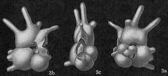 Globigerinoides sacculifer var. fistulosa, author: Cedhagen, Tomas
