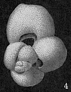 Globigerinoides sacculifer Globigerinoides sacculifer