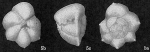 Globorotalia (Turborotalia) fijiana