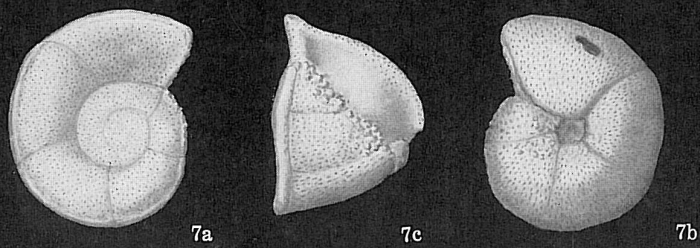 Globorotalia truncatulinoides Globorotalia truncatulinoides
