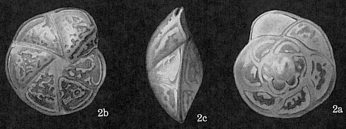 Hoeglundina elegans Hoeglundina elegans
