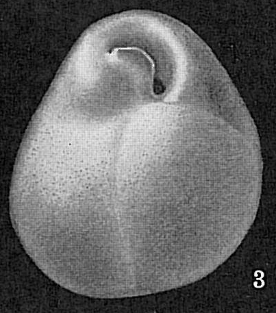 Islandiella sp. Islandiella sp.