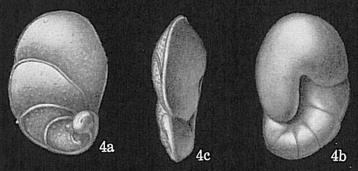 Lamarckina sp. Lamarckina sp.