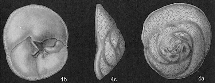 Neoconorbina floridensis sensu Todd not Cushman, 1930 Neoconorbina floridensis sensu Todd not Cushman, 1930