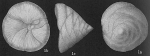 Neoconorbina patelliformis