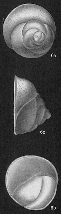 Neoconorbina terquemi Neoconorbina terquemi