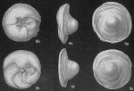 Neoconorbina tuberocapitata