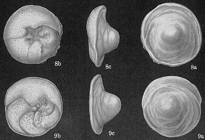 Neoconorbina tuberocapitata Neoconorbina tuberocapitata