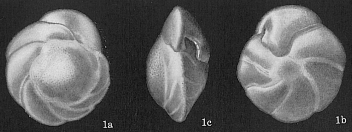 Nuttallides umboniferus Nuttallides umboniferus