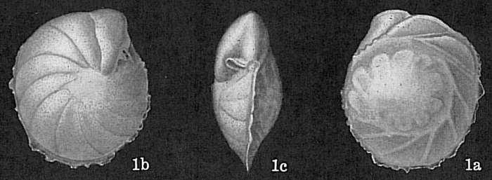 Osangularia culter Osangularia culter