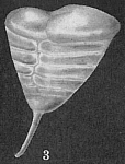 Patellinella inconspiqua