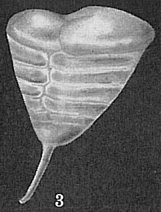 Patellinella inconspiqua Patellinella inconspiqua