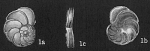 Planulinoides biconcavus