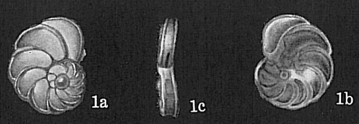 Planulinoides biconcavus Planulinoides biconcavus