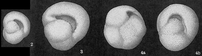 Pulleniatina obliquiloculata Pulleniatina obliquiloculata