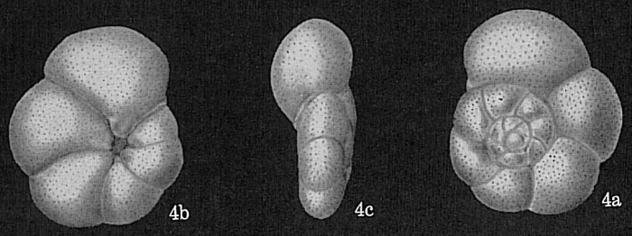Rosalina globularis Rosalina globularis