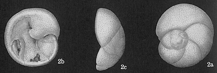 Rosalina micens Rosalina micens