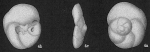 Rosalina subbertheloti
