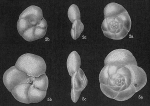 Rosalina vilardeboana