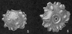 Siphoninoides echinatus