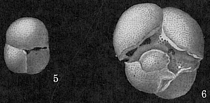 Sphaeroidinella dehiscens Sphaeroidinella dehiscens