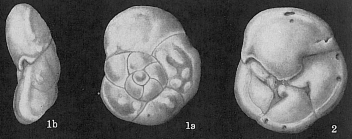 Stomatorbina concentrica