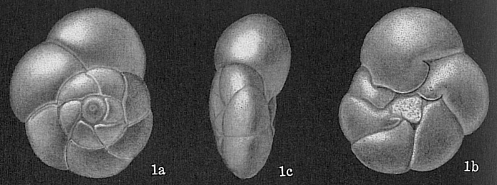 Streblus beccarii tepida Streblus beccarii tepida