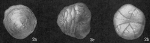 Tretomphalus milletti