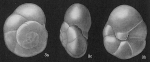 Valvulineria glabra