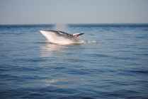 Minke whale