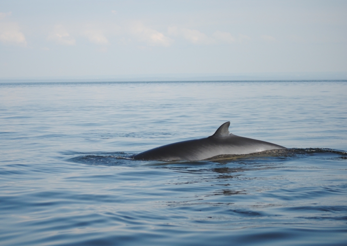 Minke whale