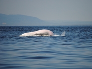 Minke whale