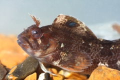 Dieren
