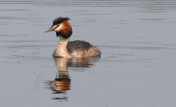 Great Crested Grebe (Podiceps cristatus) Great Crested Grebe (Podiceps cristatus)