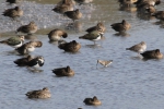 Curlew Sandpiper (Calidris ferruginea), author: Lowry, Roy