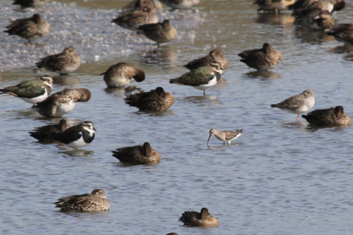 Curlew Sandpiper (Calidris ferruginea) Curlew Sandpiper (Calidris ferruginea)