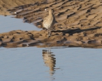 Marine birds