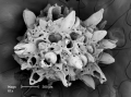 Bryozoa (moss animals)