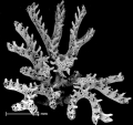 Mesonea radians