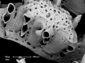 Mesonea radians