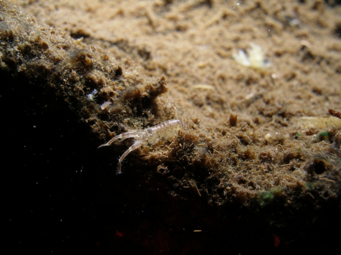 Chelicorophium curvispinum Chelicorophium curvispinum