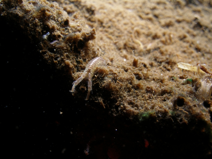 Chelicorophium curvispinum Chelicorophium curvispinum