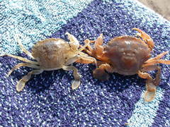 20111001_kruiexcursie_DePanne
