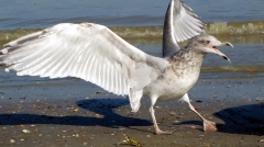 20111001_kruiexcursie_DePanne