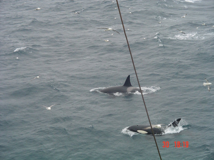 Orcinus orca in the Northern North Sea